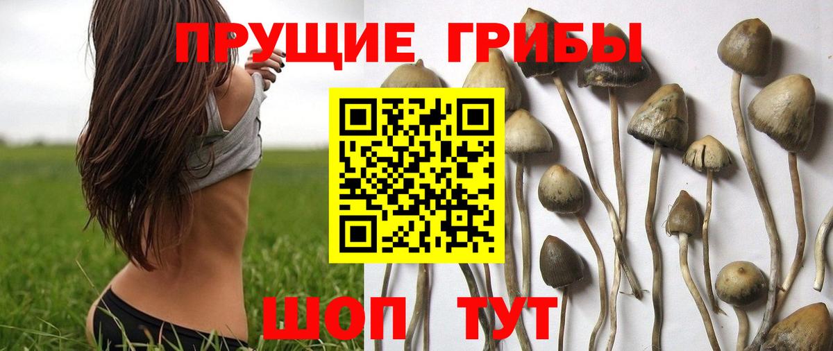 Тамбов  Галлюциногенные грибы MAGIC MUSHROOMS  Вход с VPN  Галлюциногенные грибы MAGIC MUSHROOMS 